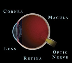 Macular Degeneration