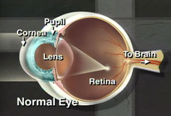 eye