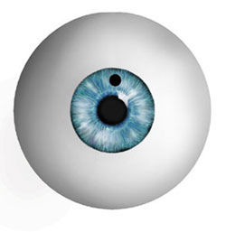 Eye