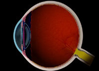 Normal Vision