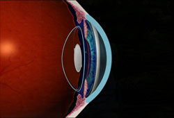 eye
